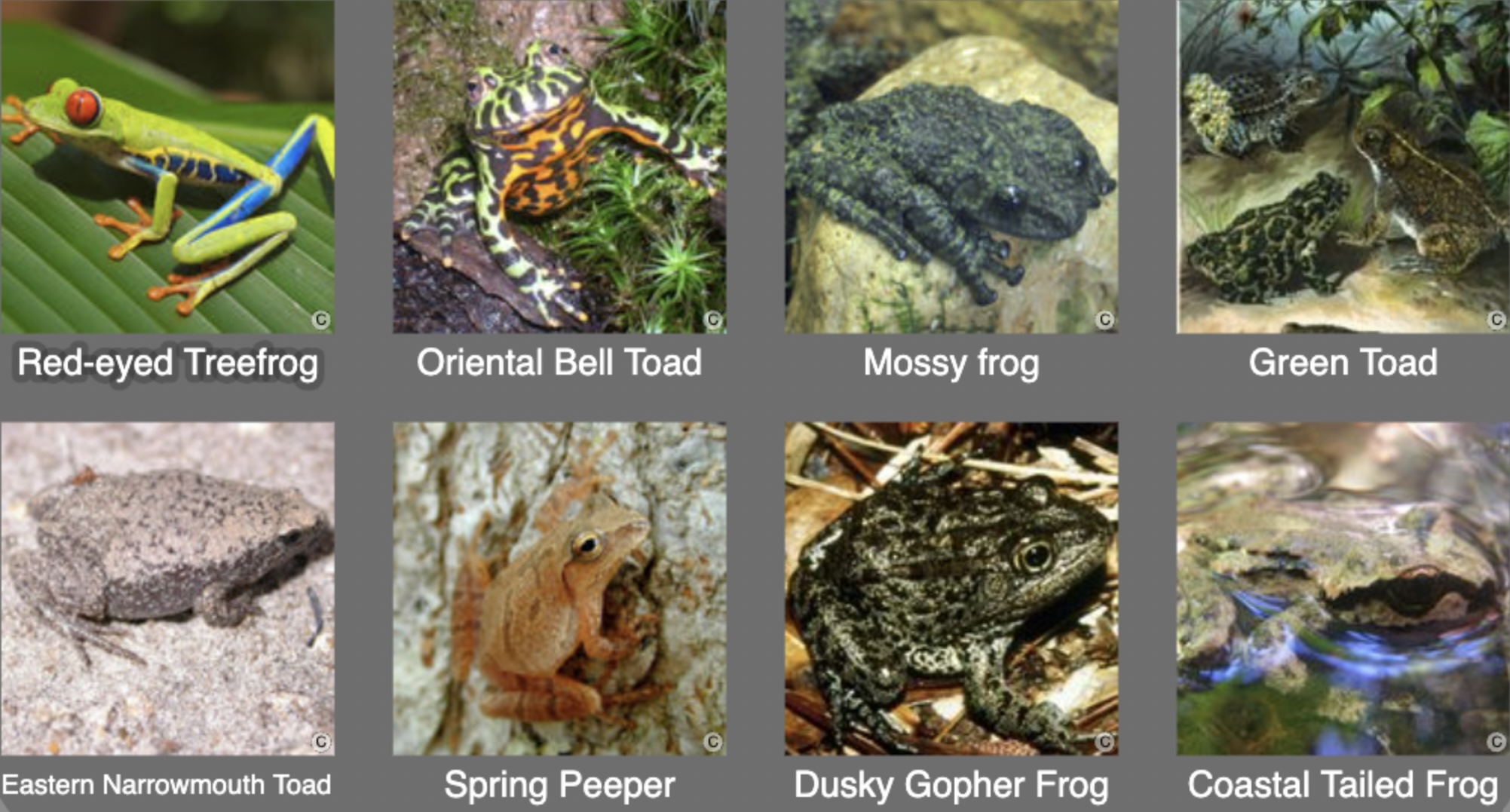 Frogs and toads